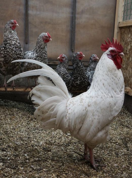 Продам Петухов авжда ат