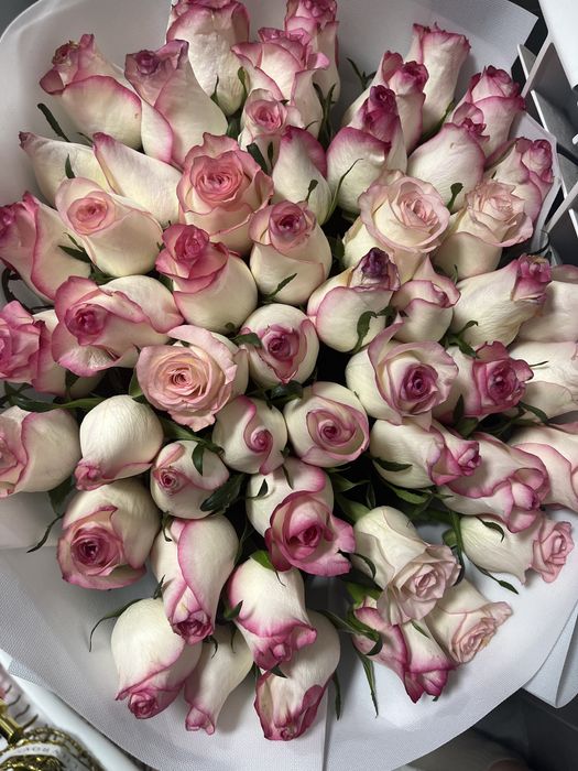 Продам розы 51 шт