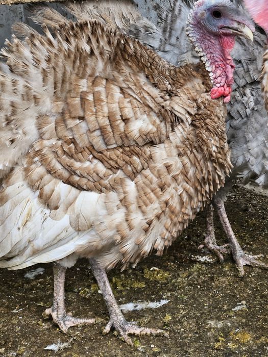 Curcan 2025 pentru reproductie