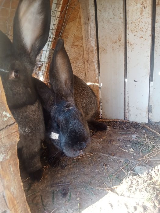 Продам кроликов фландер