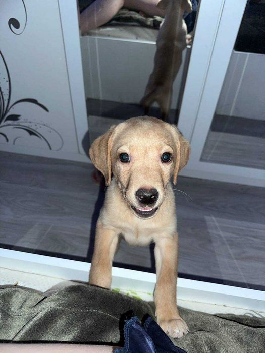 Срочно! Щенок Лабрадора ретривера