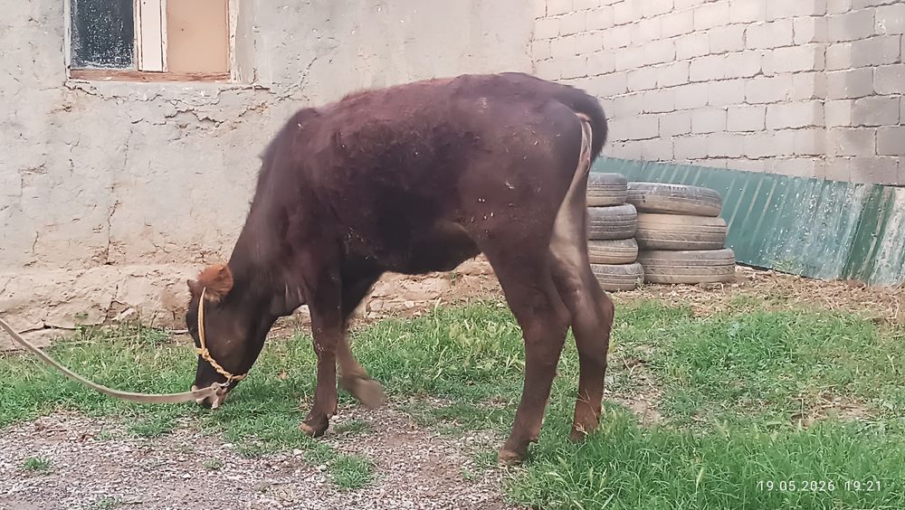 Mol. Buziq, Urg'ochi