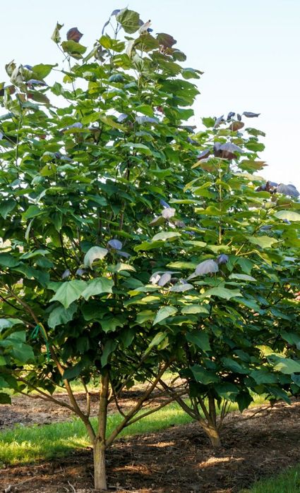 Catalpa Purpurea