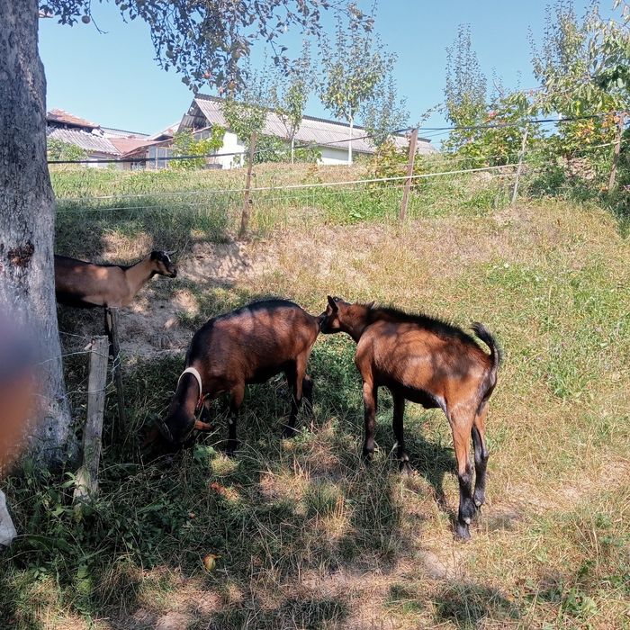 Capre alpine din părinți cu actecte