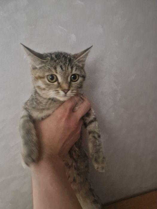 Котенок ищет дом