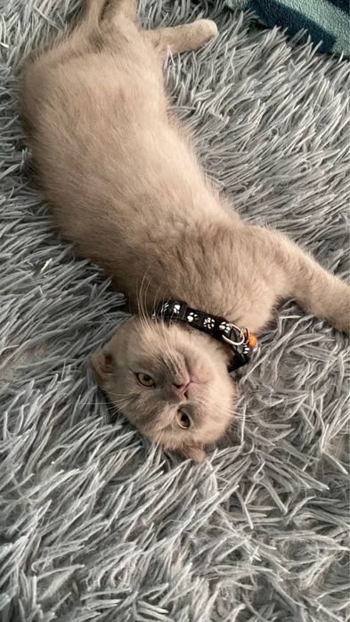2 котят скоттиш фолд