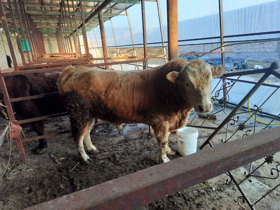 Qoramol, so'yiladigan ho'kizlar