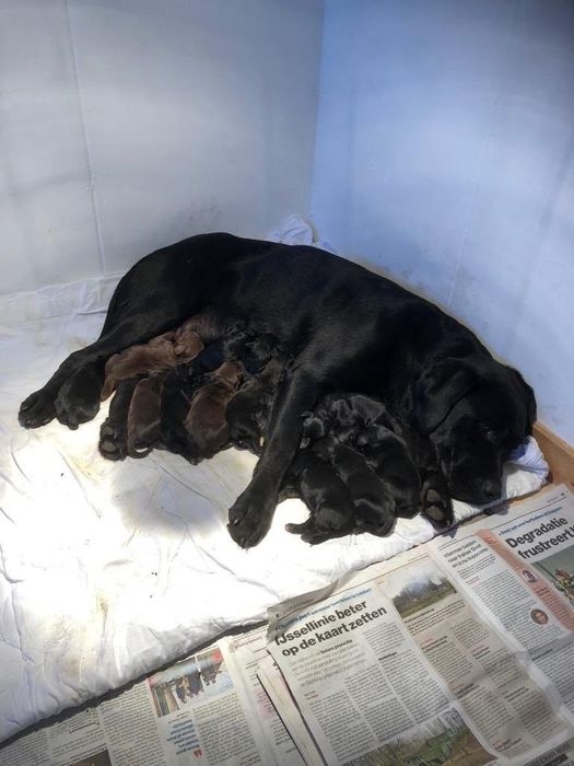 продам элитных лабрадоров