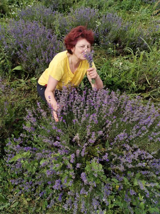 Tufe mari de LAVANDA