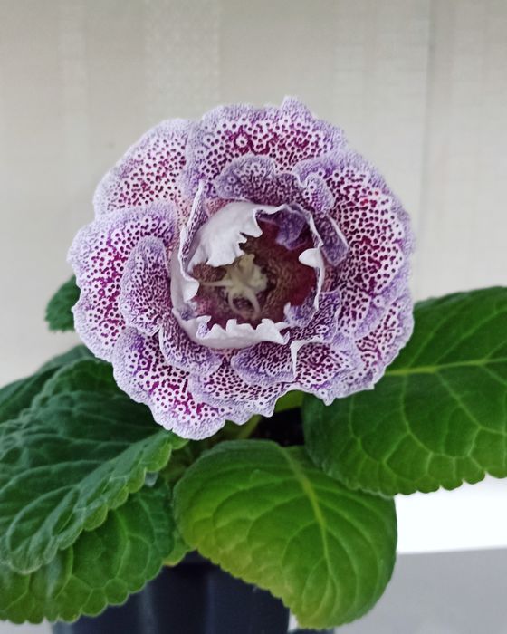 Махровые глоксинии