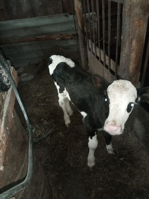 Продам.   телочку