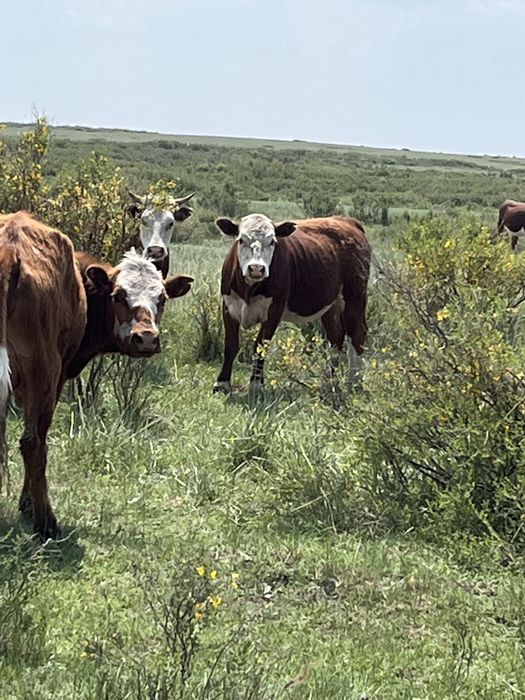 Крестьянское хозяйство дом базы земли техника