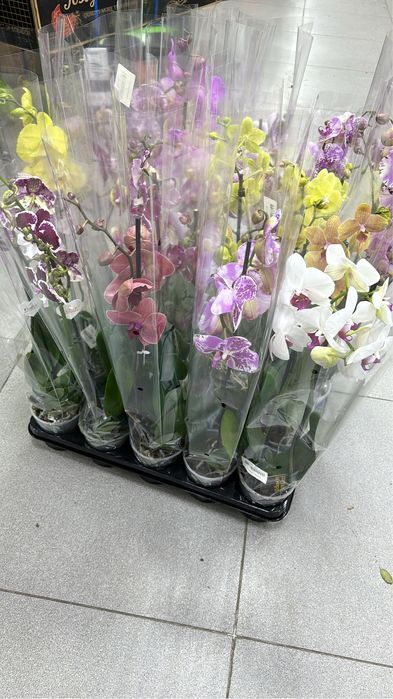 Орхидеи, орхидея, на подарок!