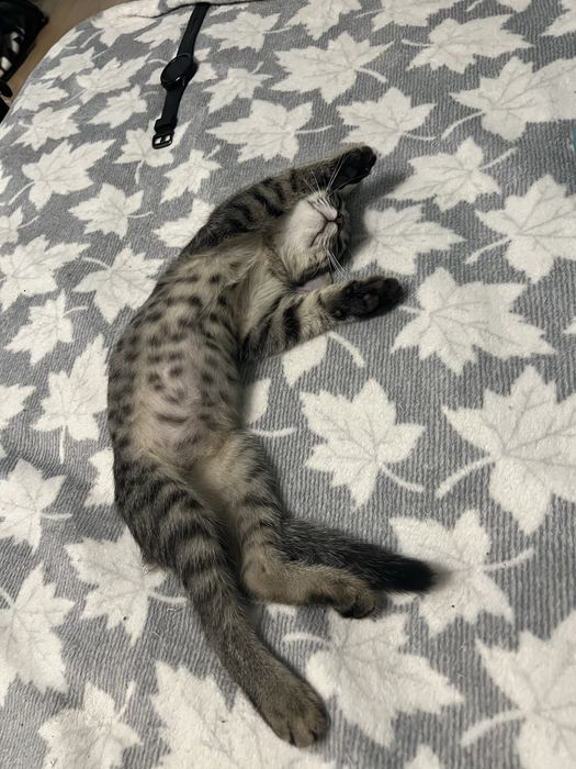 Котенок в добрые руки
