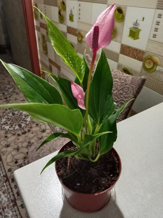 Антуриум Лили продам
