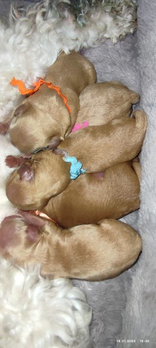 Бронь на щенков мальтипу