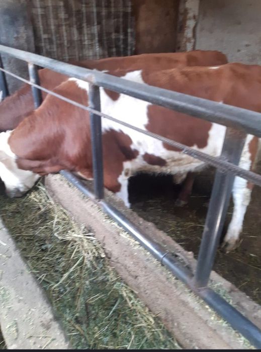 Согымга ургашы малдар сатамын