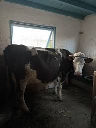 Vaca  românească