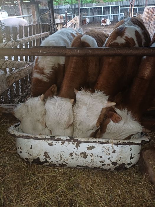 Бычки породы "Симментал"