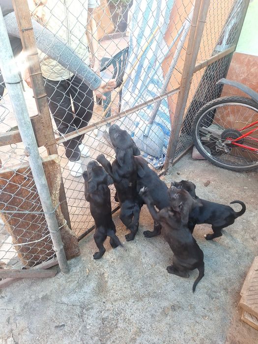 Продавам Кане Корсо