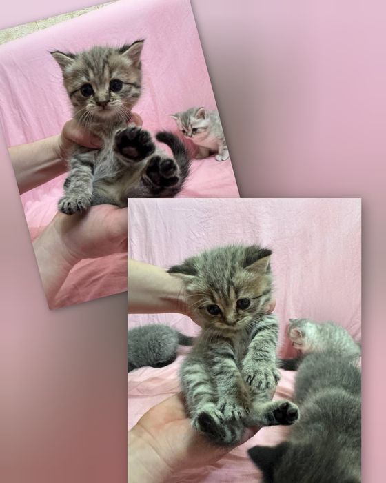 Британские котята (голубая мама, папа серебристая шиншилла)
