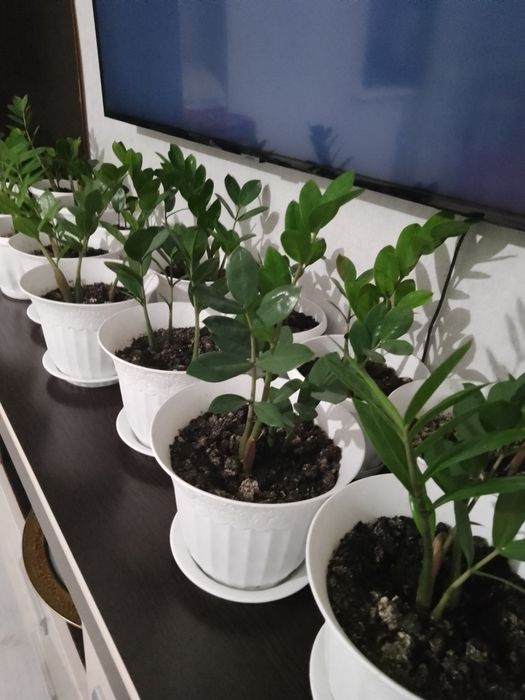 Продам цветы( доллоровое дерево)