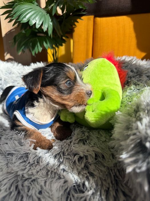 Йоркширски териер