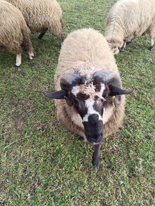 De vânzare un berbecuți