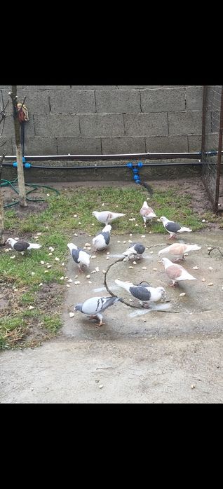 Porumbei voiajori căpăciți