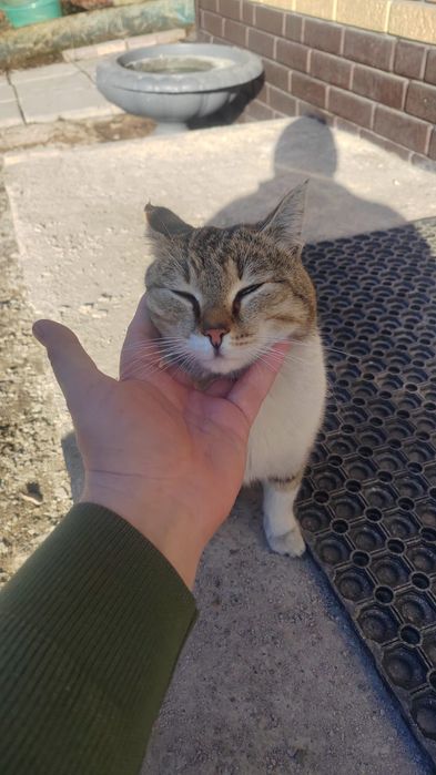 Отдадим в хорошие руки