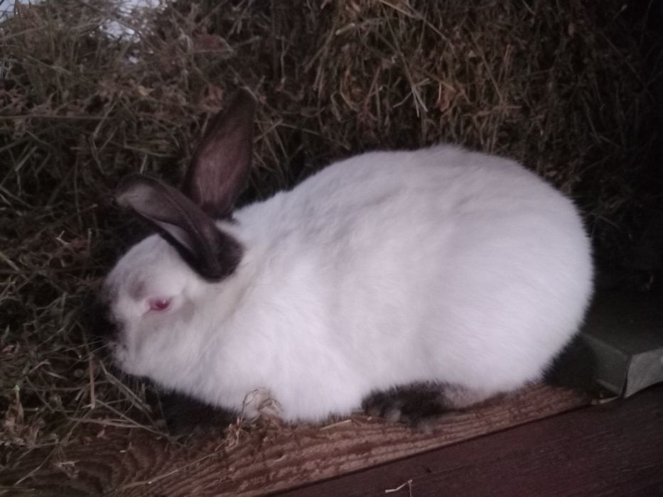 Vând iepuri Uriași Germani