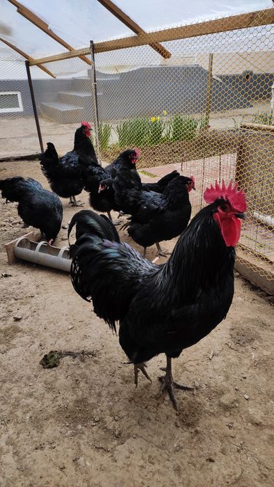 Австралорп zotli tovuq