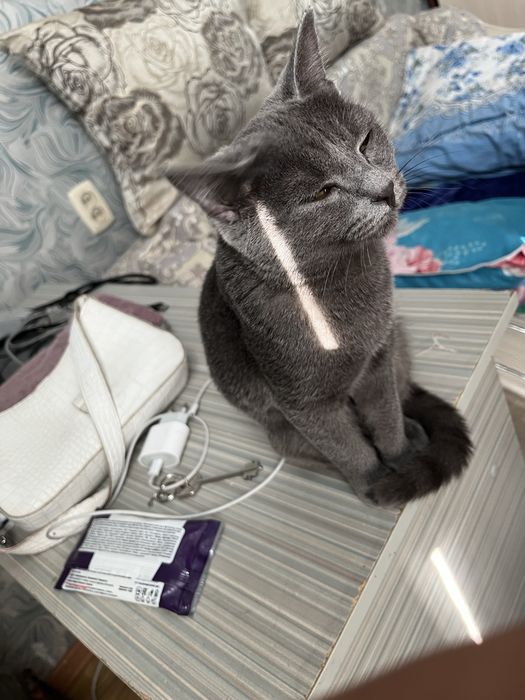 Шотландская кошка