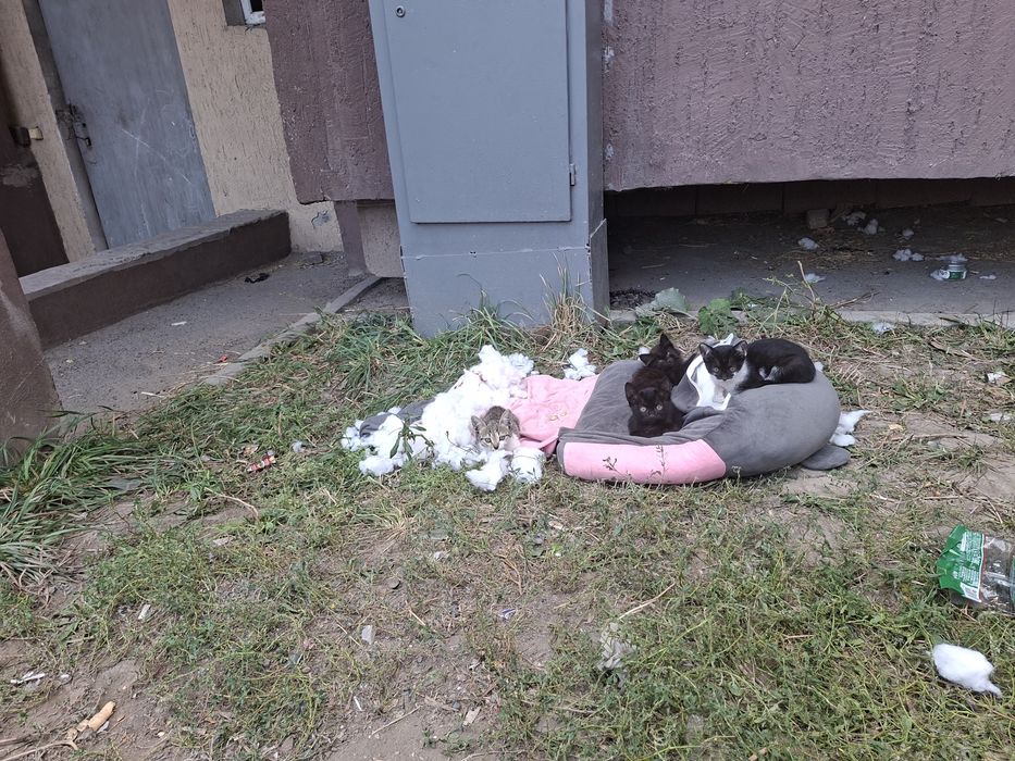 Котята, кошки, котёнок