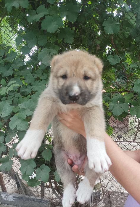 Продаются щенята порода алабай 37 дней