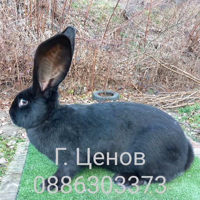 Продавам зайци  великани