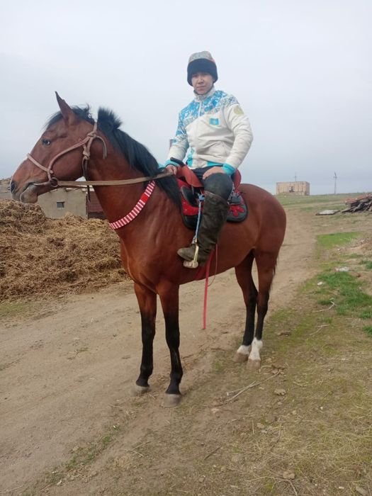 Шуғыл турде ат сатылады