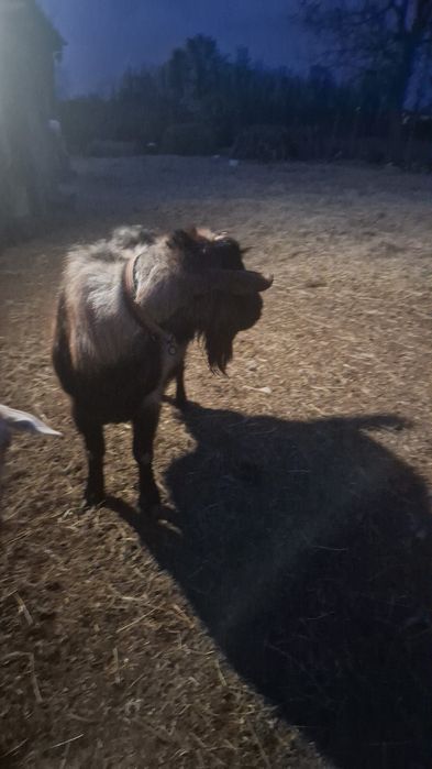 Capre alpine de vânzare