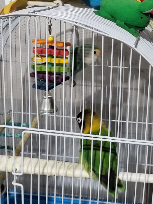 Vând pereche papagal agaponis