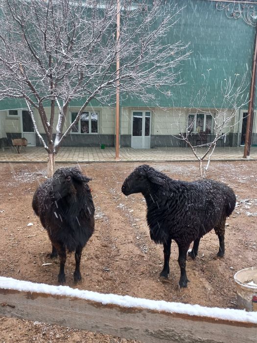 Qoy sotiladi кой сотилади