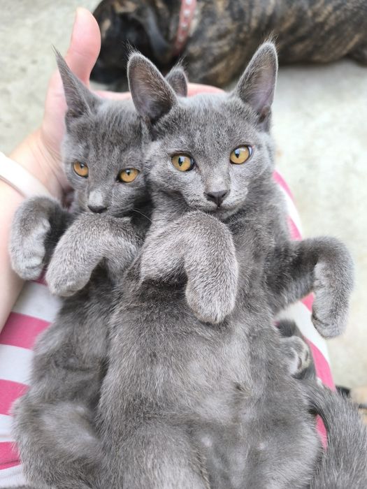 Отдам котят в хорошие руки