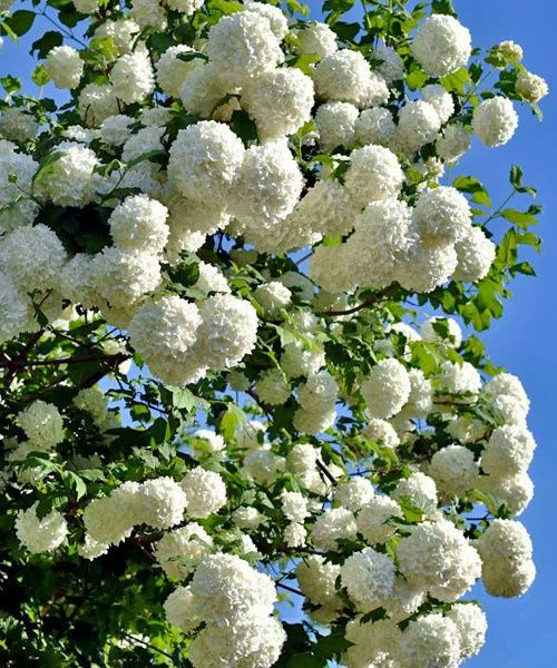 Сирень разных сортов и размеров