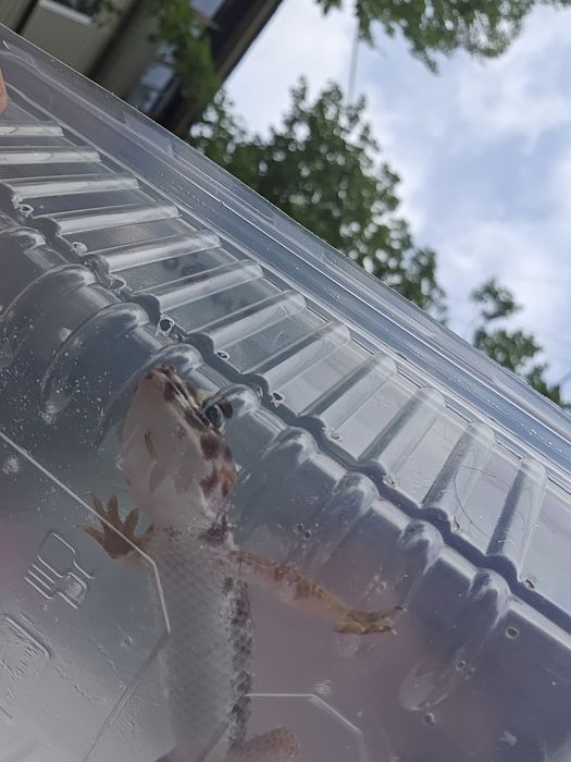 продам сцинкового геккона