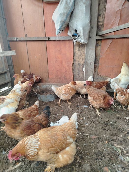 Продам домашные куры