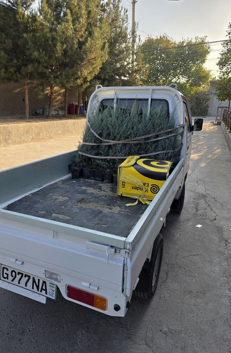 Ёл. Йел Полша Привазной. Ийонимус аурера. Кипарис