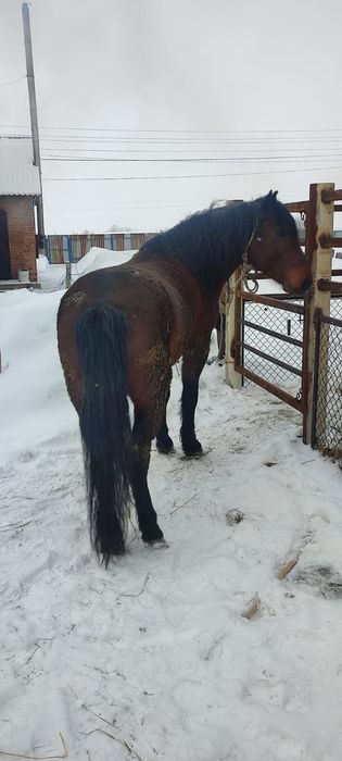 Продам Жеребца қазақии