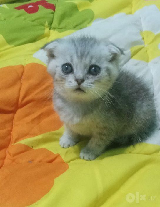 Продаётся котёнок Scottish Fold