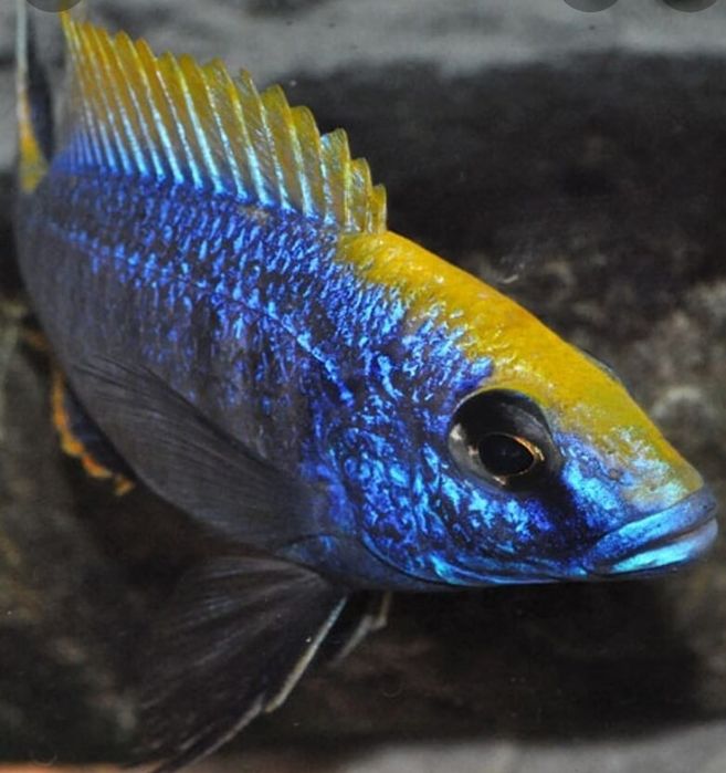 Цихлида Отофаринкс Зимбабве рок