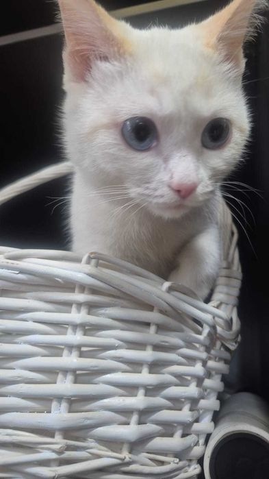 Добрый котик ищет дом