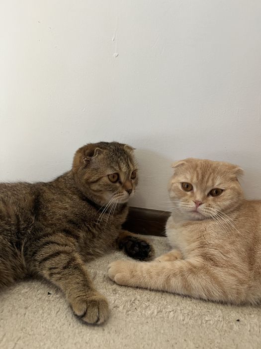 Продаем кошки (Шотландские вислоухие)